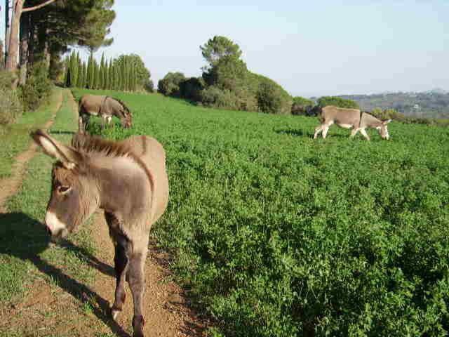 Agriturismo Le Serre Riparbella Bagian luar foto